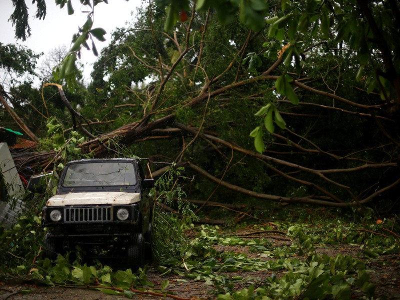 Auch große Bäume hielten der Kraft von „Irma“ nicht stand. 