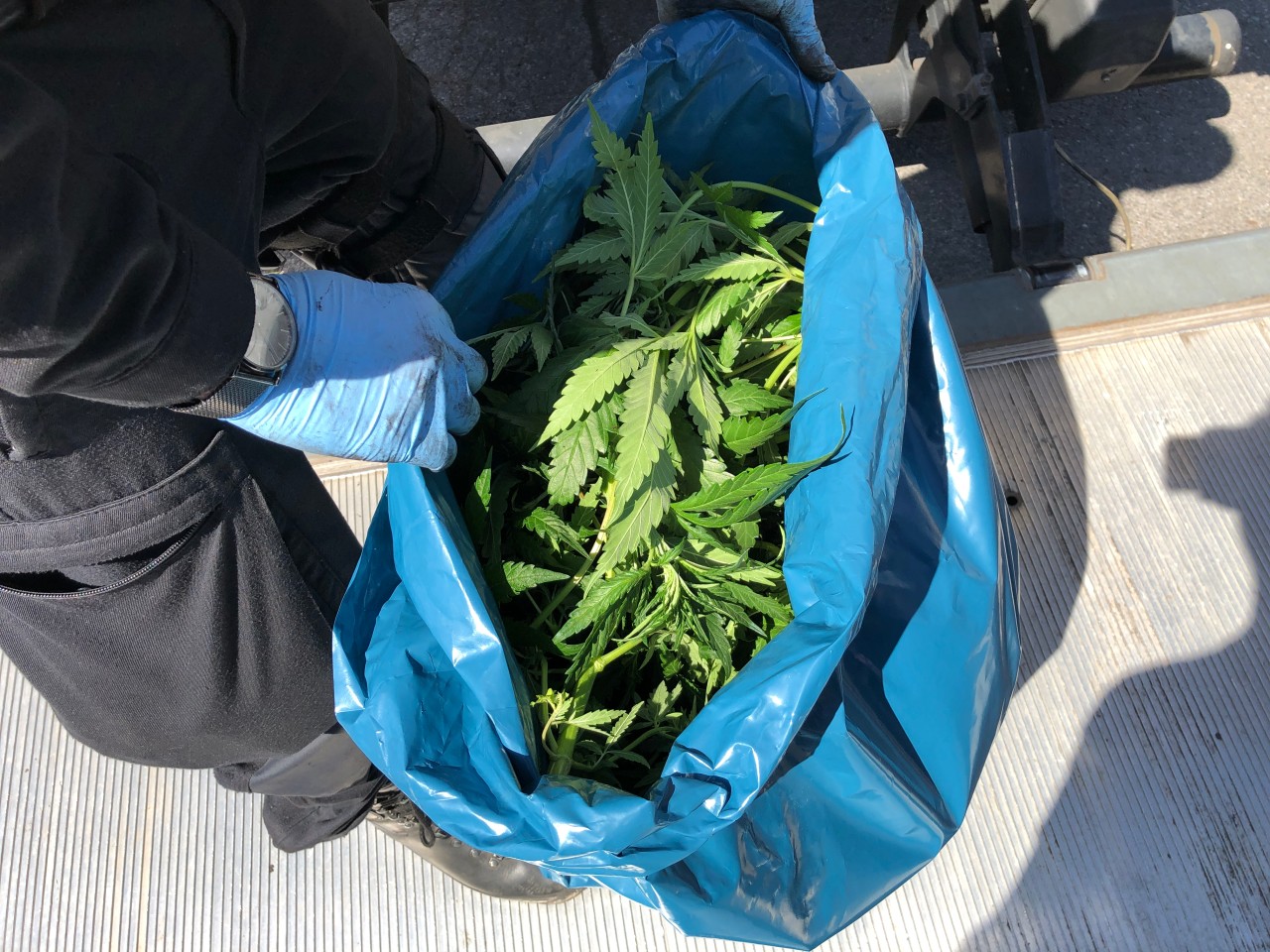 Die Polizei stellte in Essen reichlich Cannabis-Pflanzen sicher. 