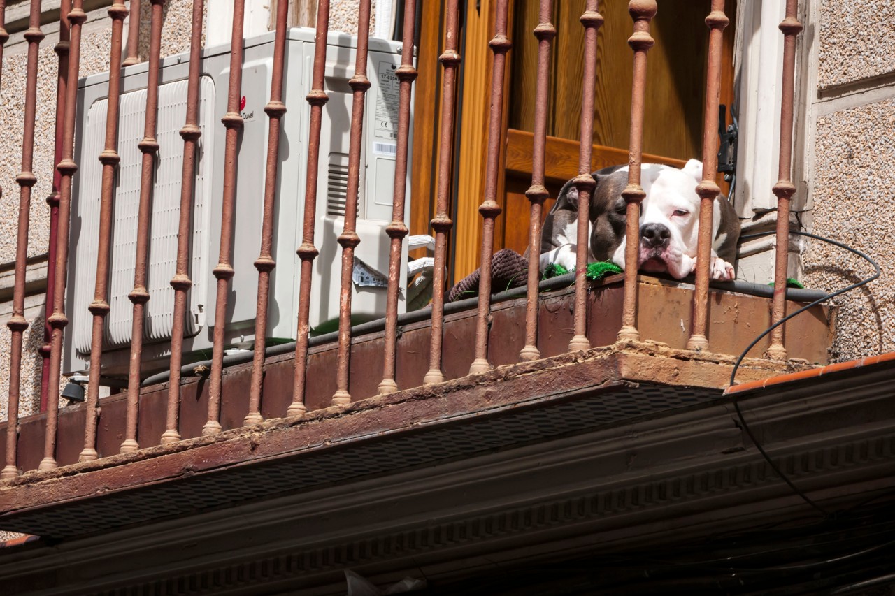 Hund Jimmy wurde bei Wind und Wetter auf dem Balkon gehalten. (Symbolbild)