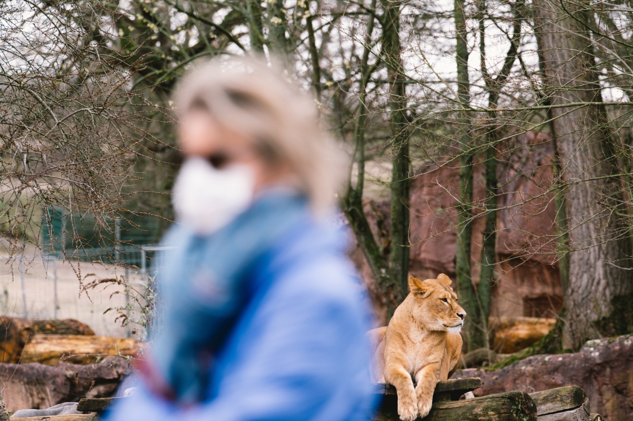 Der Zoo hat eine bittere Nachricht für alle seine Besucher! Wegen steigender Coronazahlen muss der Park sein Angebot einschränken. 