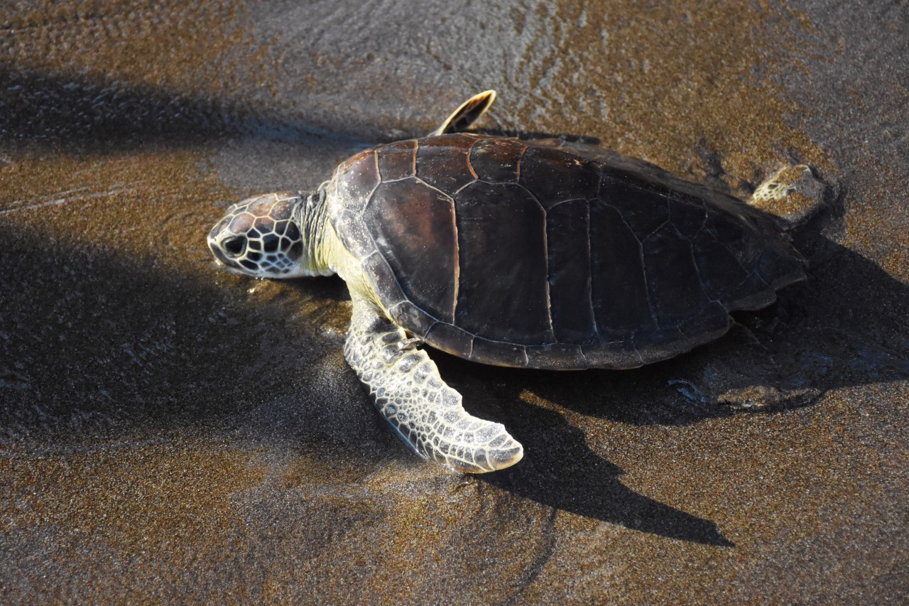 Urlaub in der Türkei: Die Schildkröte war an den Strand gekrochen, um dort ihre Eier abzulegen. Dann passierte es. (Symbolbild)