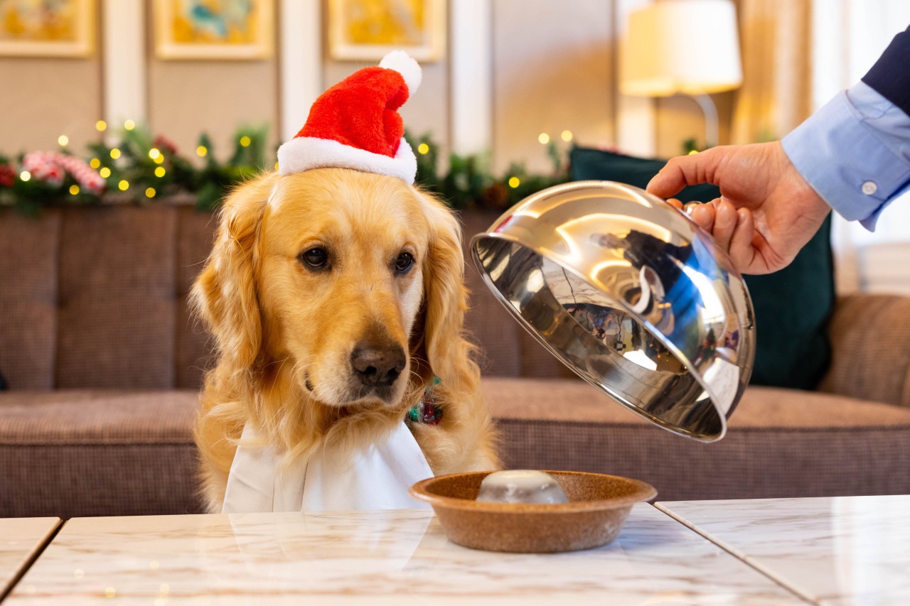 Ein Hund als Weihnachtsgeschenk? Das sollte man sich genau überlegen. (Symbolbild) 