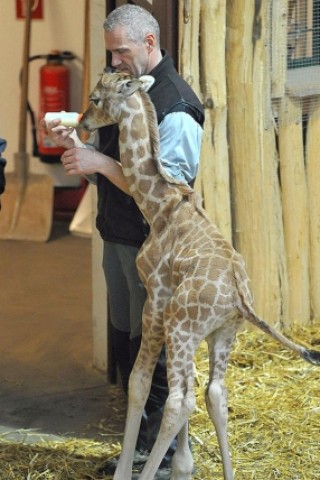 Ein neugeborenes Giraffenbaby im Zoo in Gelsenkirchen. Foto: WAZ Fotopool