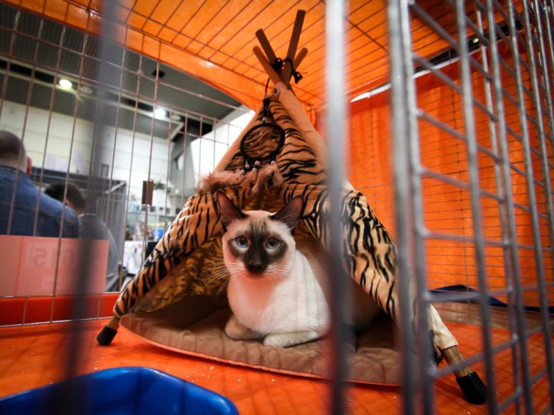 Diese Katze hat in ihrem Käfig ein Zelt als Rückzugsmöglichkeit.