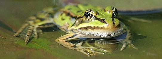 Das Quaken der Frösche und was man dagegen tun kann DerWesten.de