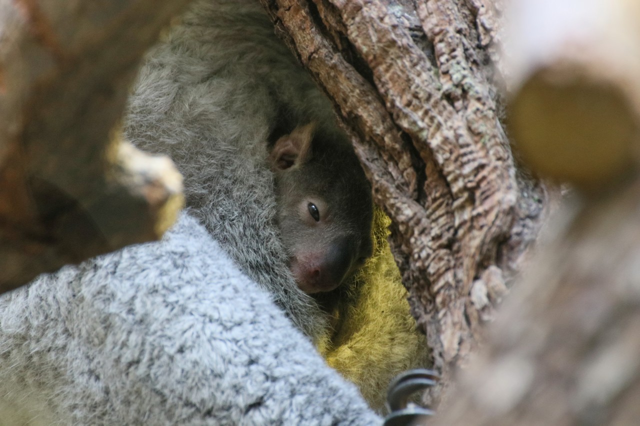 Das Koalababy blickt erstmals aus seinem Beutel.