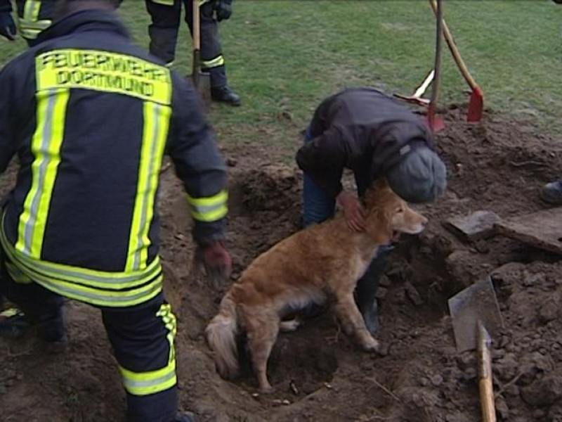 Nachdem der Draht entfernt worden war, an dem sich der Hund eingeklemmt hatte, konnte Cliff schnell gerettet werden.