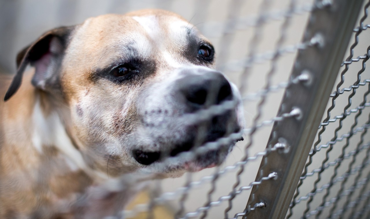 Der Staffordshire-Terrier-Mischling „Chico“ soll seine 27 und 52 Jahre alten Besitzer in ihrer Wohnung getötet haben. Die Zukunft des Tieres ist ungewiss.