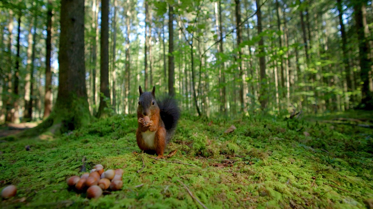 Ihm schmeckt's: Ein Eichhörnchen im Wald frisst Haselnüsse