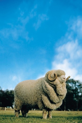 Das Merinoschaf liefert 4,5 Kilo Wolle pro Jahr. (Foto: Woolmark)