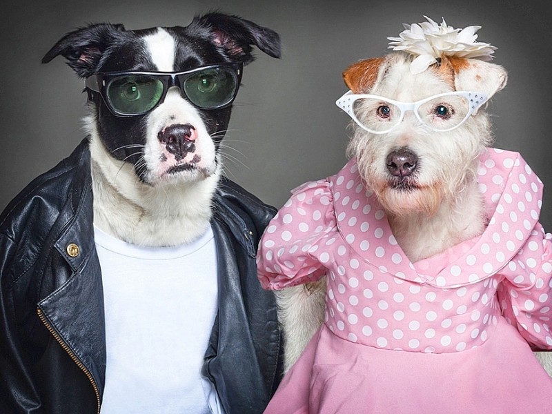 Mit coolem 50er-Jahre-Outfit ging es für diese beiden Vierbeiner ins Fotostudio. Die deutsche Fotografin Sandra Müller hat für ihr Buch „Dog People“ Hunde in unterschiedlichsten Kleidungsstücken porträtiert.