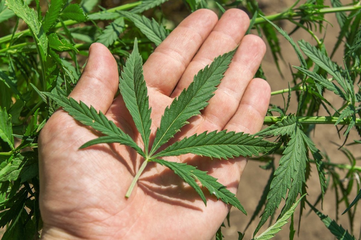 Ampel: Cannabis-Legalisierung kommt! An diesen Stellen kannst du es bald kaufen!