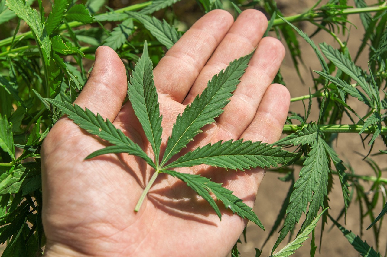 Ampel: Cannabis-Legalisierung kommt! An diesen Stellen kannst du es bald kaufen! (Symbobild)