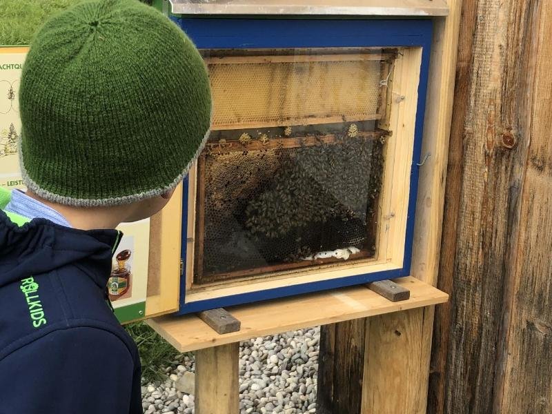 Auf dem Weg können kleine Urlauber den Bienen "bei der Arbeit" zuschauen.