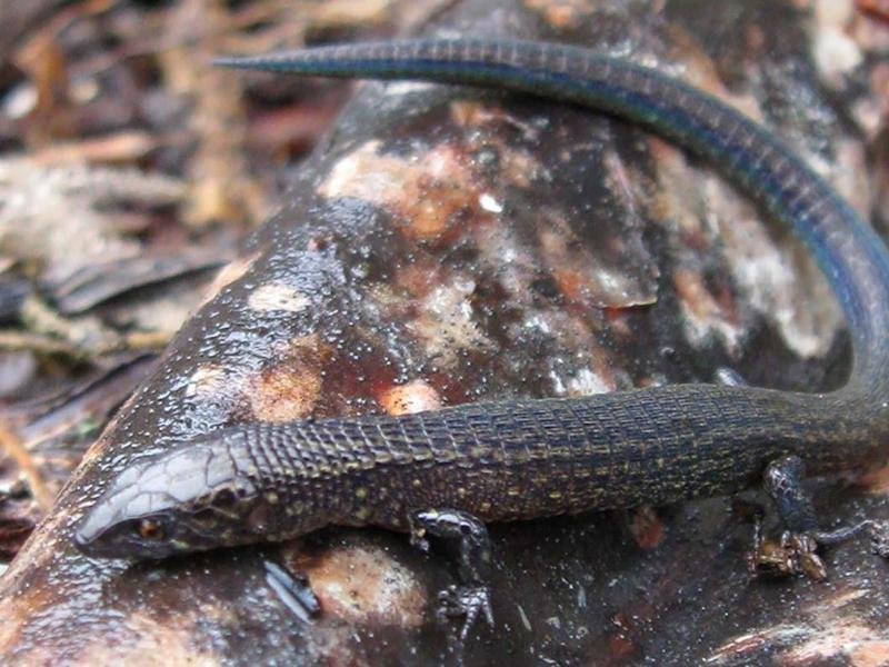 Auf diesem von der peruanischen Behörde für Naturschutzgebiete Sernanp zur Verfügung gestellten Abbildung ist die neue Echsenart Proctoporus katerynae zu sehen.