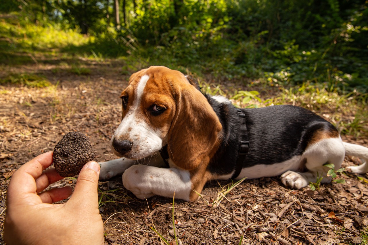 Hund: Ein Beagle-Mischling wurde von dem Verlobten des Frauchens erschossen. Angeblich hatte der Schütze einen Bären treffen wollen. (Symbolbild)