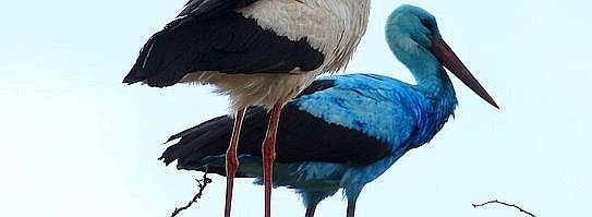 Blauer Storch immer noch Besuchermagnet--543x199.jpg