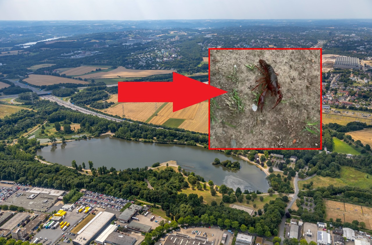 Im Ümminger See in Bochum fand eine Frau beim Spazierengehen ein ungewöhnliches Tier.