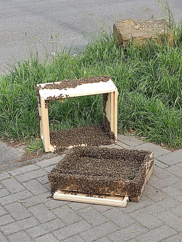 Ein Imker sammelte die Honigbienen in Bochum ein.