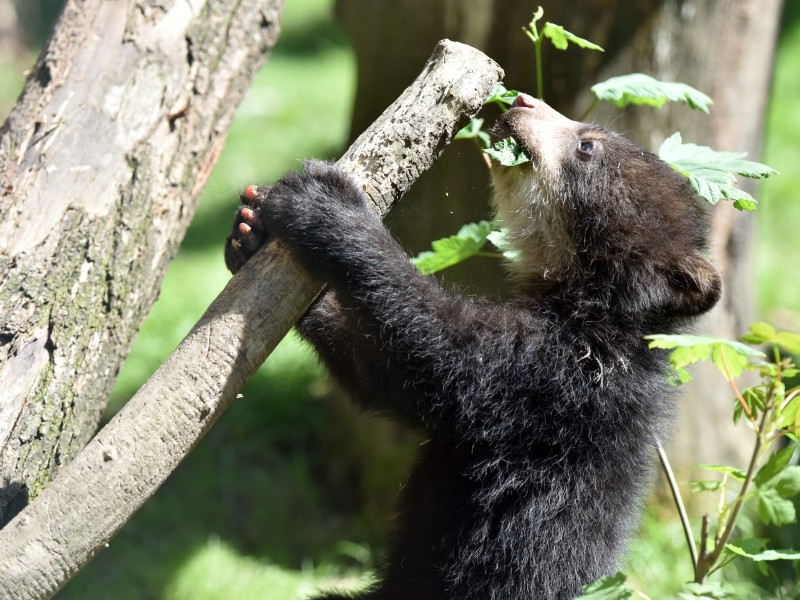 Die Brillenbär-Babys wollen von Anfang an hoch hinaus: Das Klettern müssen die Bären nicht erst lernen. 