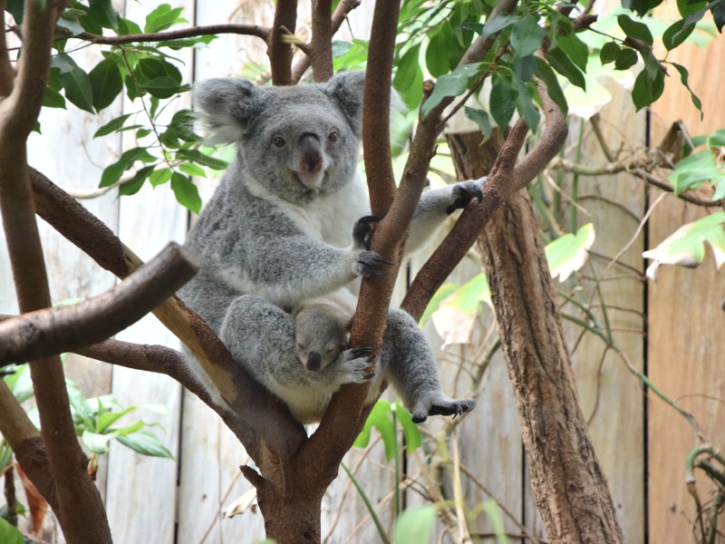 Das kleine Koalababy ist noch ganz müde.
