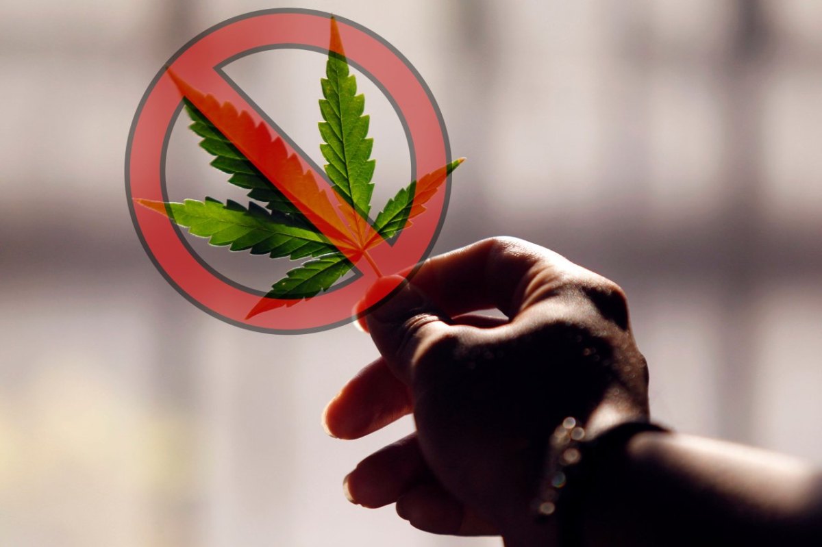 Cannabis: Ampel-Drogenbeauftragter redet an Führerschein-Problem vorbei