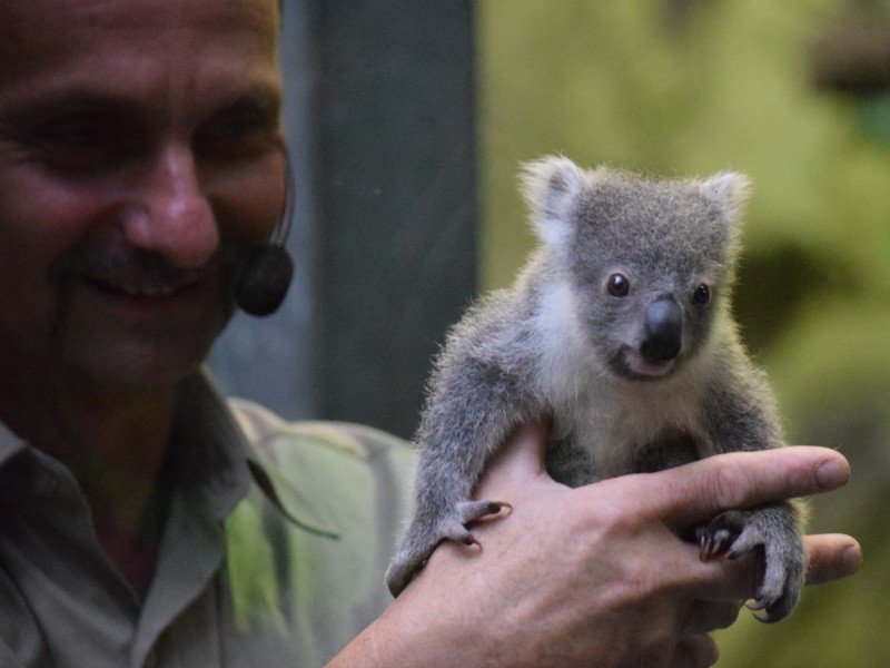 Mario Chindemi holt das kleine Koala-Baby von seiner Mutter, um es zu wiegen.