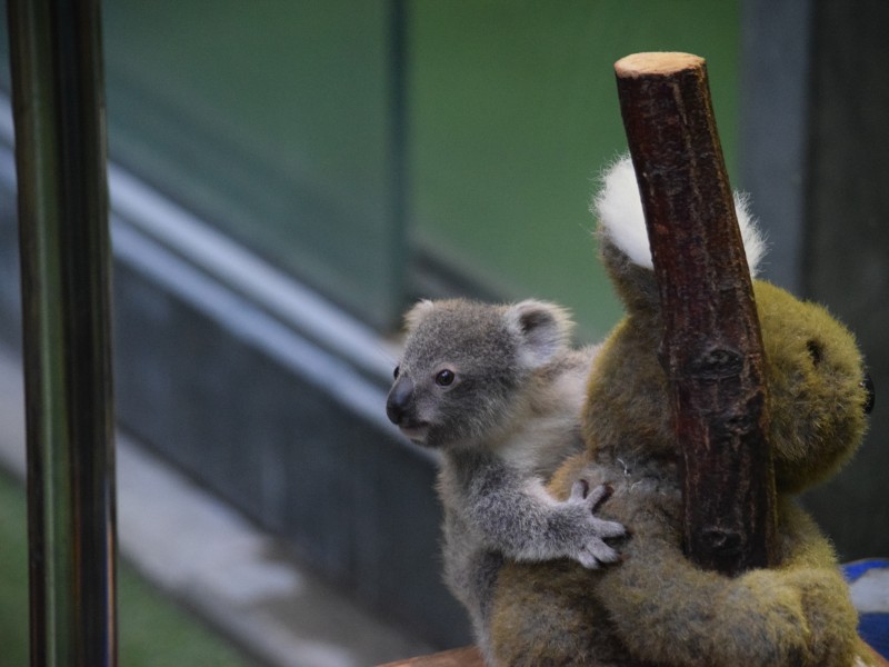 Das kleine Koalababy bekommt zum Festhalten einen Koala aus Stoff.