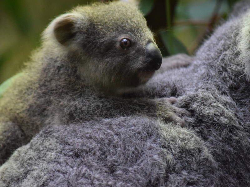 Das kleine Koalababy klammert sich auf seiner Mama fest.
