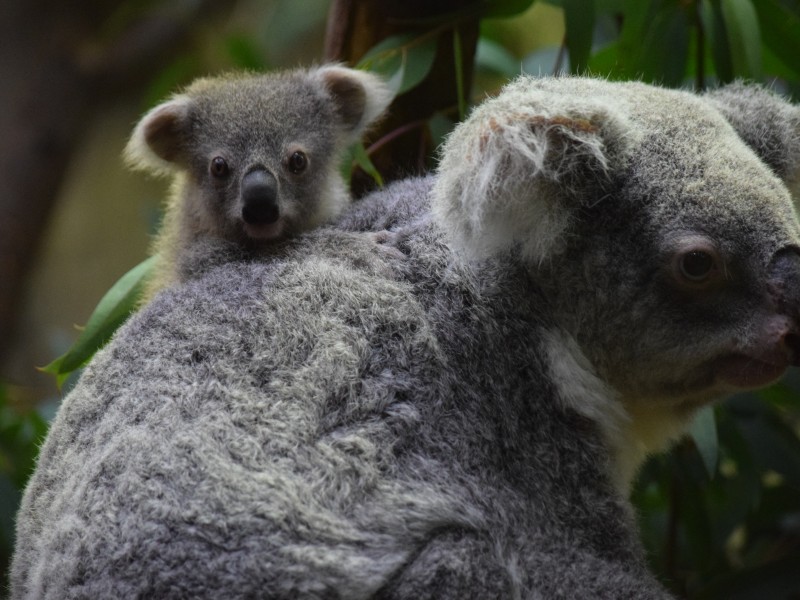 Das kleine Koalababy frisst schon kleine Eukalyptus-Blätter und trinkt nur noch manchmal Muttermilch. 