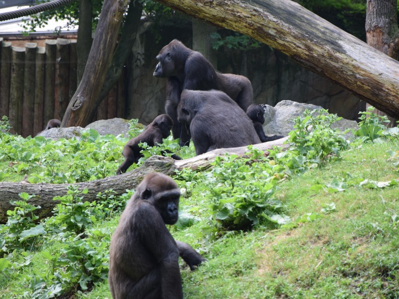 Bei den Gorillas machen die Kleinen schon ziemlich viel Quatsch.