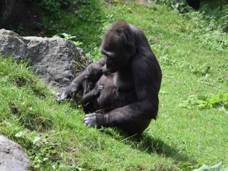 Auch kleine Gorillas schmusen gern.