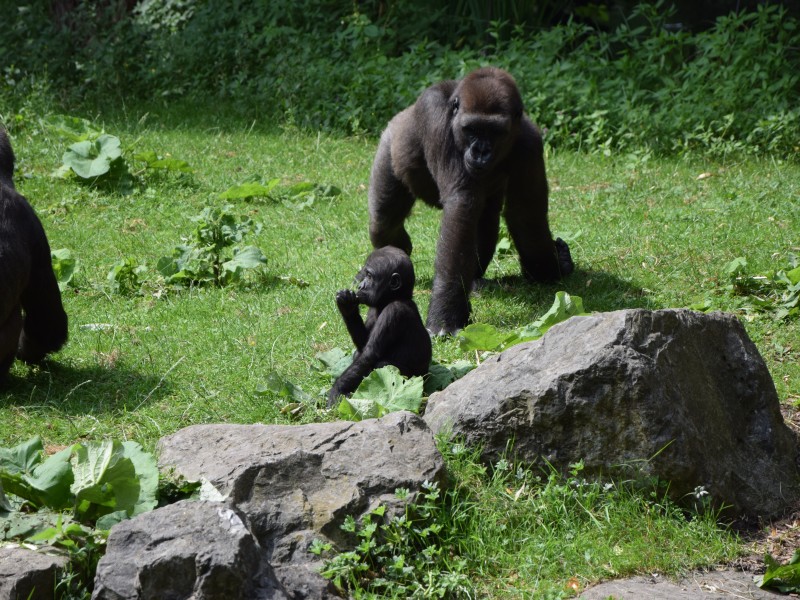 Gorillajungtiere June und Muenda, die im Sommer des letzten Jahres geboren wurden, ziehen immer häufiger alleine los.
