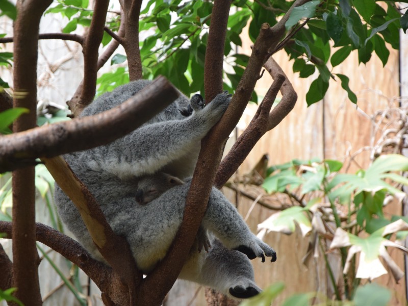 In der Höhe schlafen die Koalas viel.