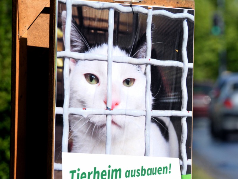 Tiere gehen ja immer. Und Katzen ja sowieso. Noch mehr Aufmerksamkeit geht nur mit Katzen hinter Gittern. Chapeau, liebe Grüne in Gladbeck! Das Plakat ist zwar nicht originell, aber man guckt unwillkürlich hin.