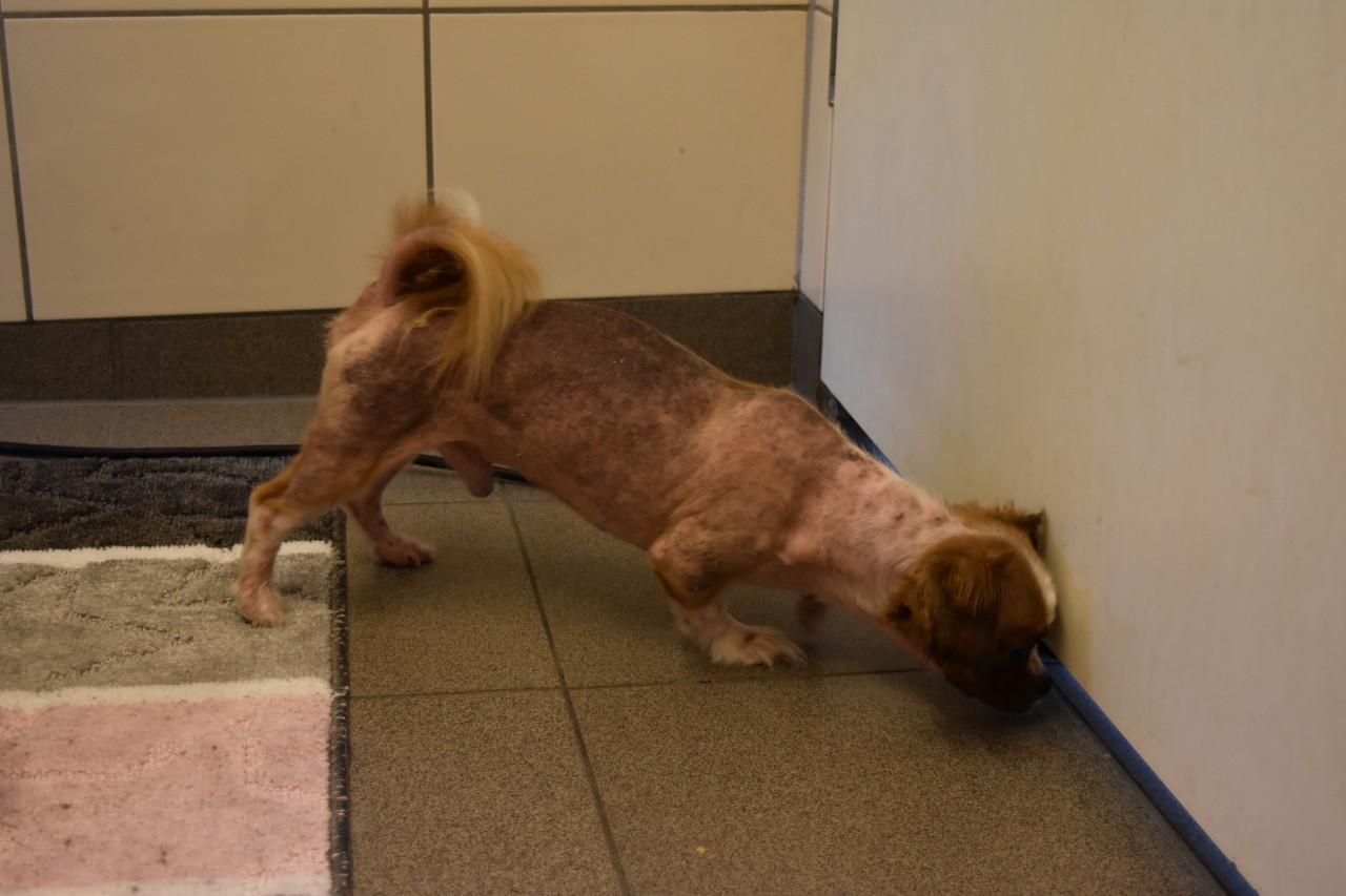 Hund in Essen: Bobby lebt derzeit hinter verschlossenen Türen. 