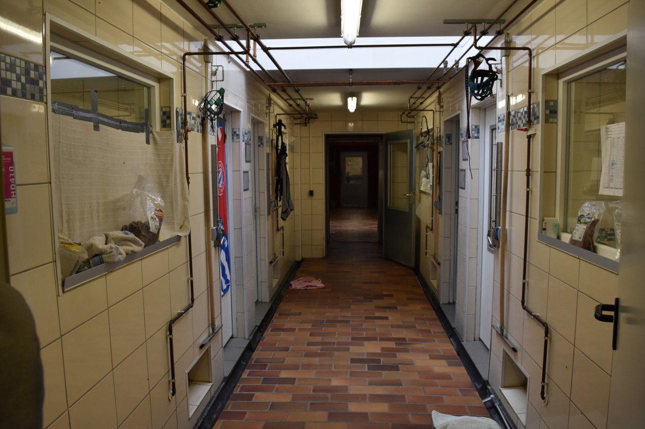 Die Krankenstation des Tierheim Essen. Hier befinden sich derzeit viele Hundewelpen in Quarantäne. 