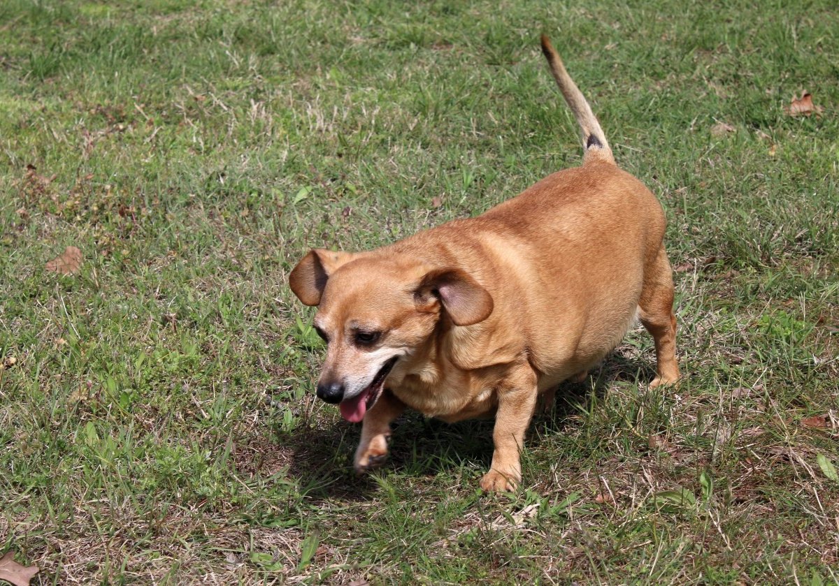 Dackel Chihuahua.jpg