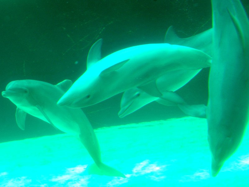 Seit Mitte März schwimmen die im Spätsommer 2011 geborenen Jungdelfine Dörte, Diego und Darwin gemeinsam mit ihren sechs Artgenossen durch das Mehrbeckensystem im Delfinarium des Duisburger Zoos.