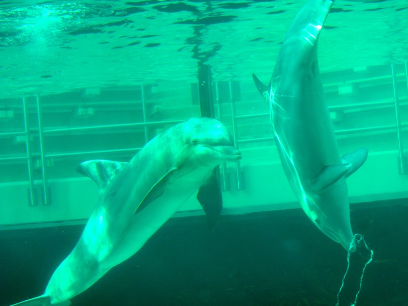 Seit Mitte März schwimmen die im Spätsommer 2011 geborenen Jungdelfine Dörte, Diego und Darwin gemeinsam mit ihren sechs Artgenossen durch das Mehrbeckensystem im Delfinarium des Duisburger Zoos.