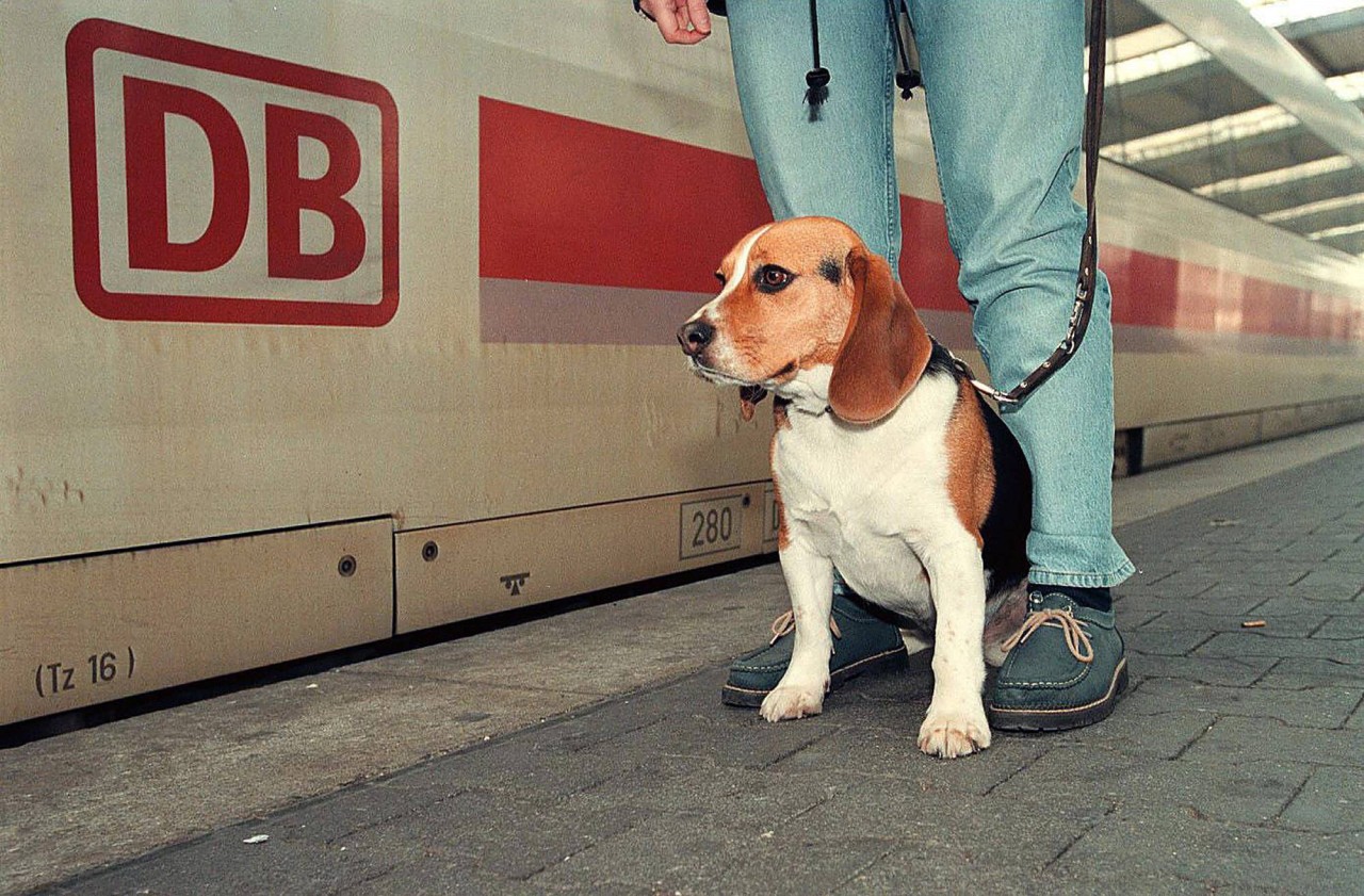 Deutsche Bahn: Wenn du deinen Hund mit in den Zug nehmen willst, brauchst du höchstwahrscheinlich ein Ticket für den Vierbeiner. (Symbolbild)