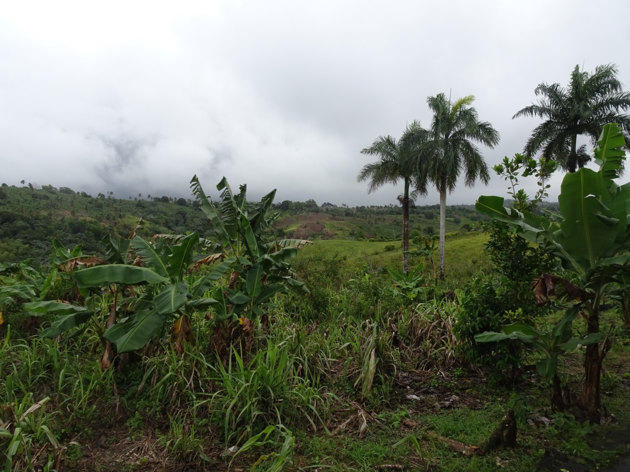Tropischer Wald in der Dominikanischen Republik.