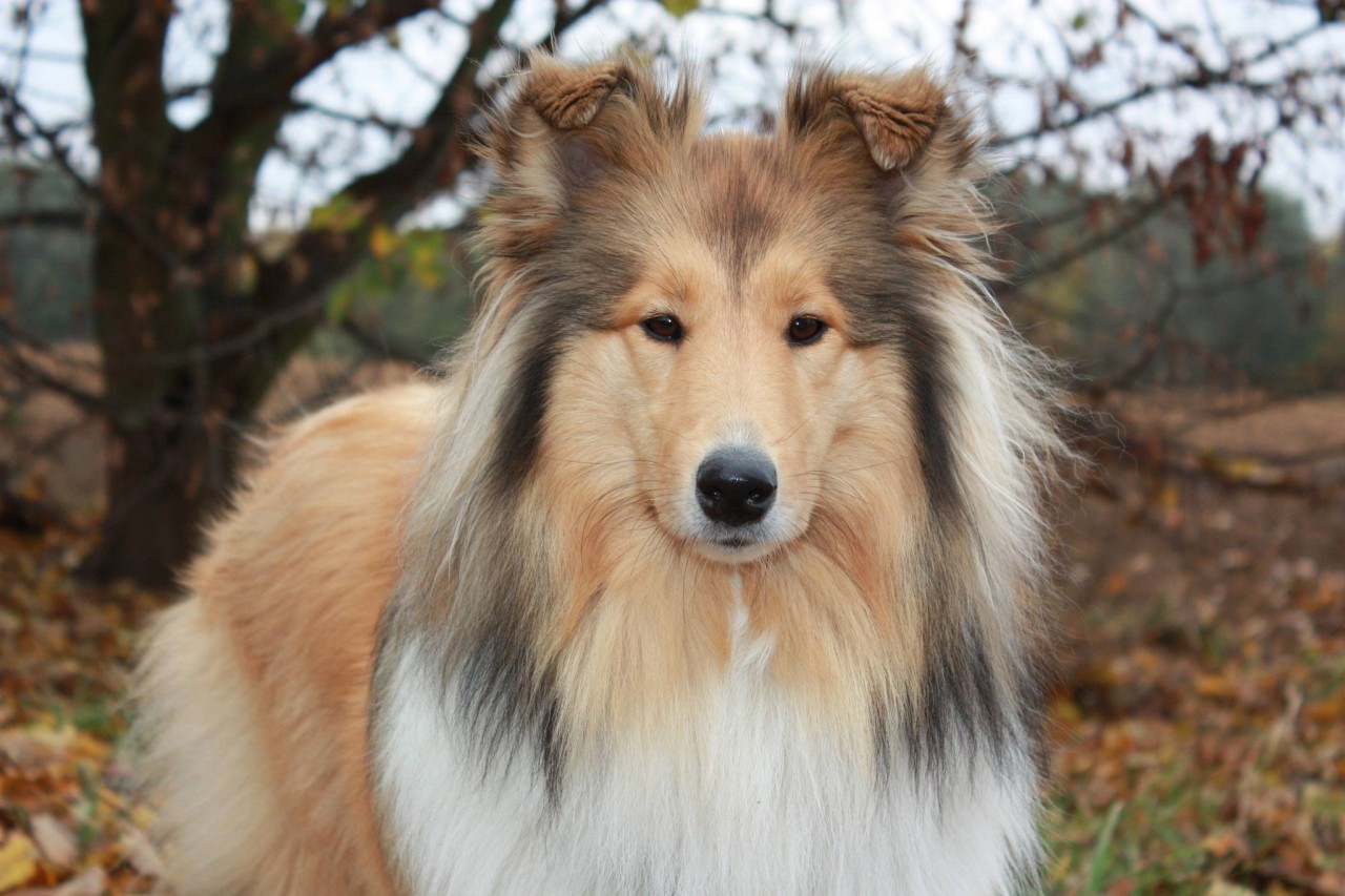 Duisburg: Hündin Amy hat etwas Giftiges gefressen - jetzt ist die sechsjährige Collie-Dame tot. 