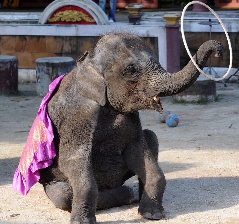 Dumbo Elefant Thailand.jpg