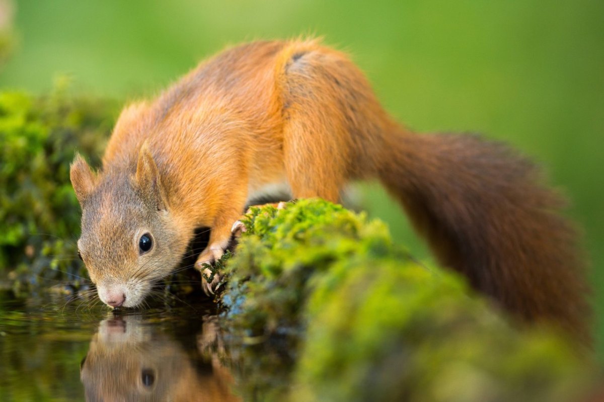 Eichhörnchen Wasser trinken Hitze.jpg
