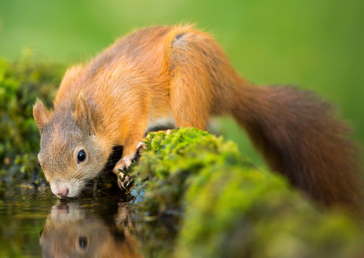 Eichhörnchen Wasser trinken Hitze.jpg