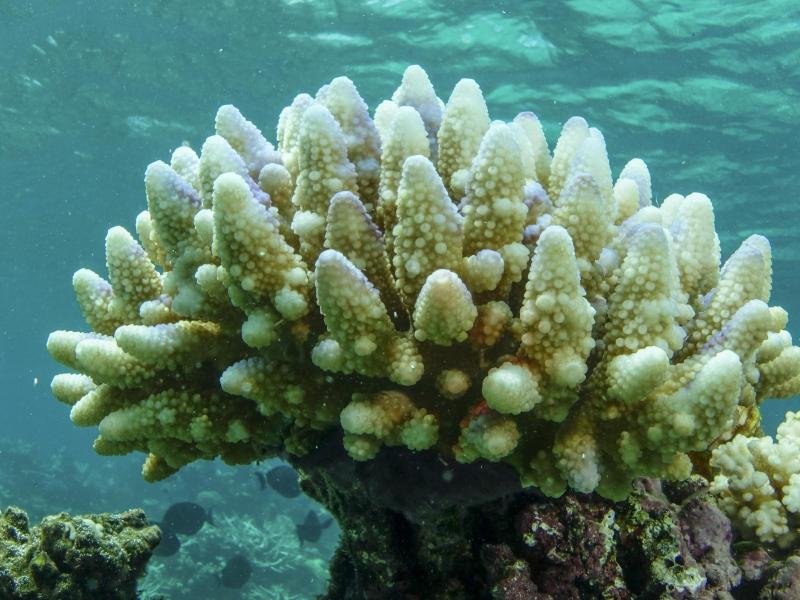 Ein Großteil der Korallen, die im Townsville/Whitsunday-Verwaltungsgebiet des Great Barrier Reef leben, ist bereits ausgeblichen.