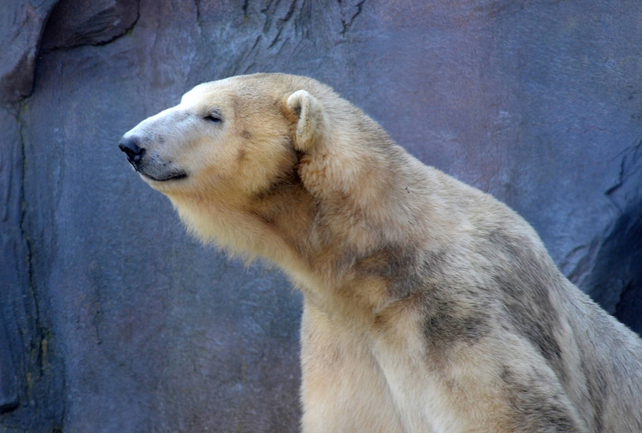 Das neue Detail im ZOOM in Gelsenkirchen wirst du am Eisbärengehege in der Erlebniswelt Alaska finden. (Symbolbild)