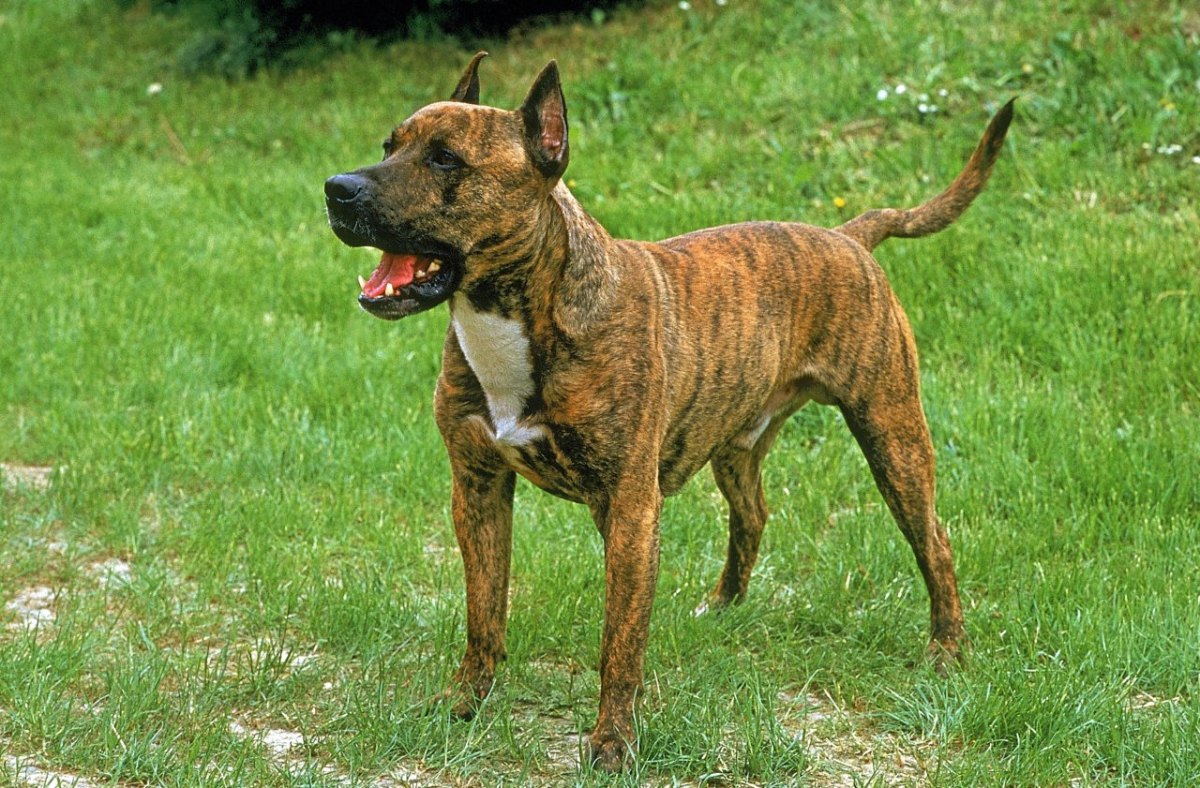 Essen Hannover Staffordshire Terrier