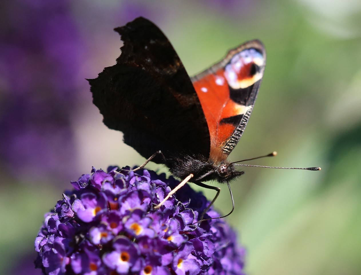 Heimische Pflanzen sollen die Schmetterlinge bei deren Artenvielfalt unterstützen.
